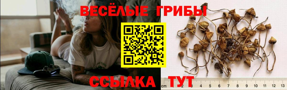 Псилоцибиновые грибы MAGIC MUSHROOMS  Вход с VPN  Муравленко  Галлюциногенные грибы Psilocybe 